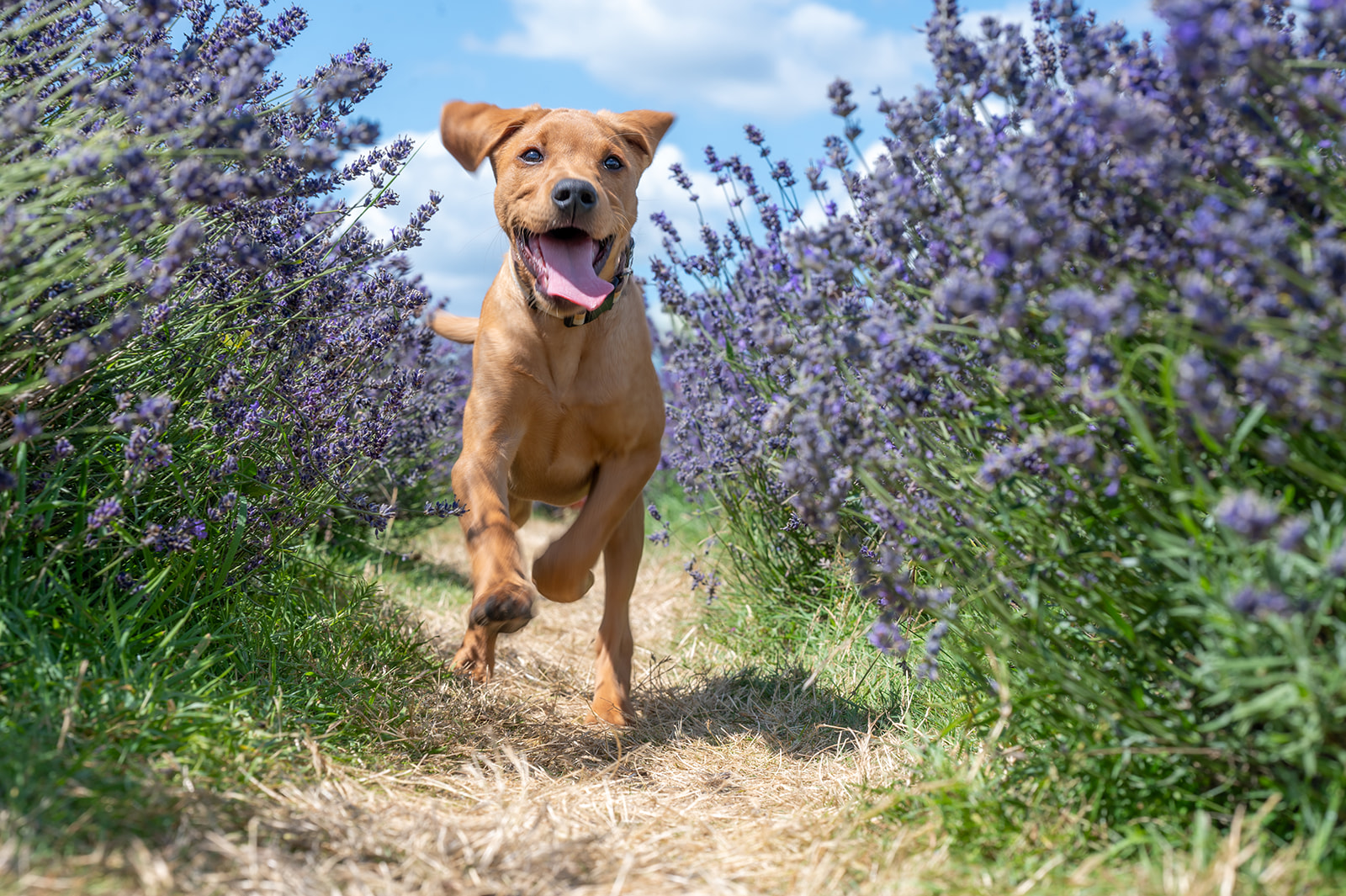 mayfieldlavenderfarmsurreyphotographer | Matriarch Studios mayfield lavender farm surrey photographer