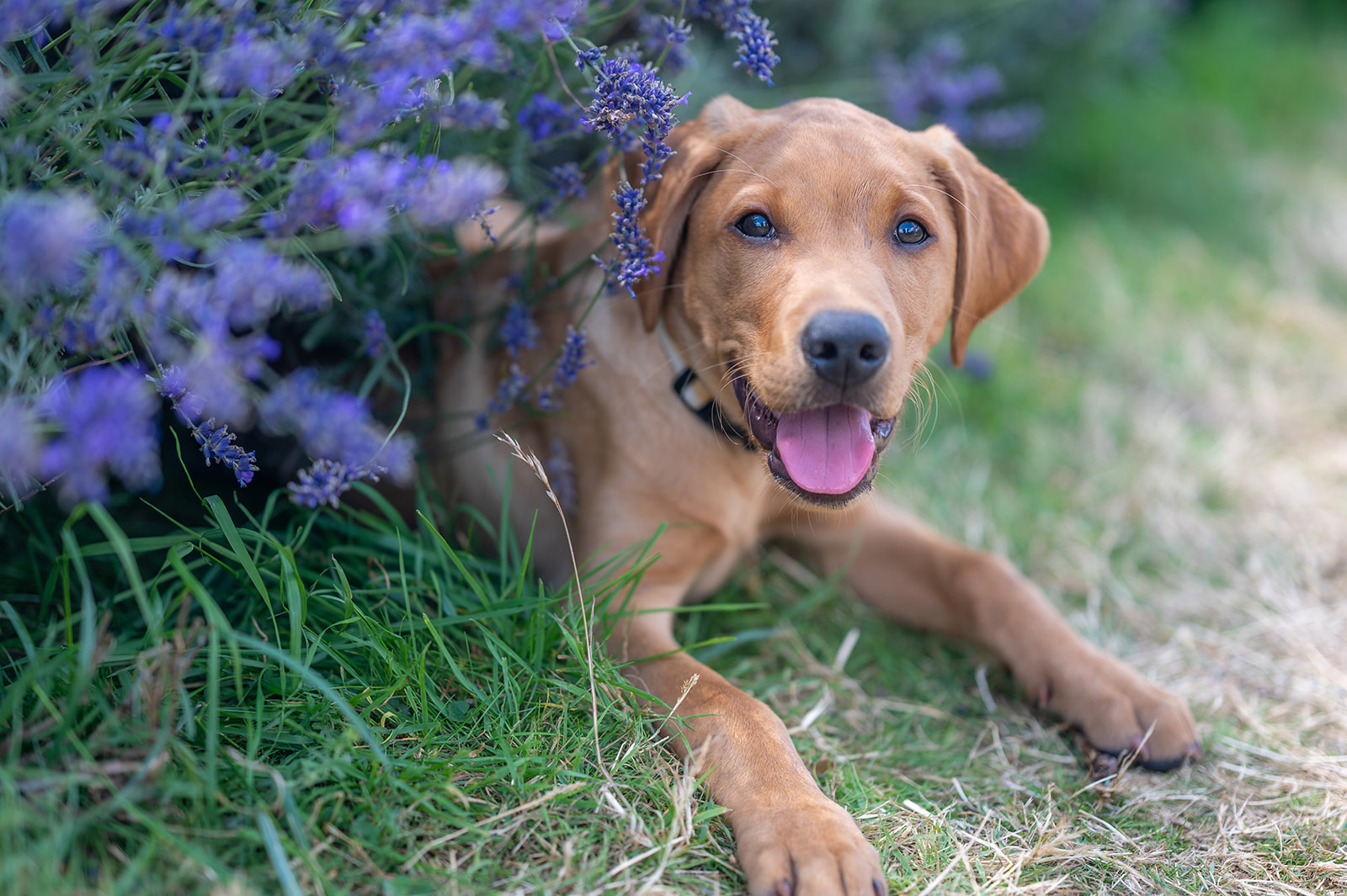 surrey pet photographer scooby
